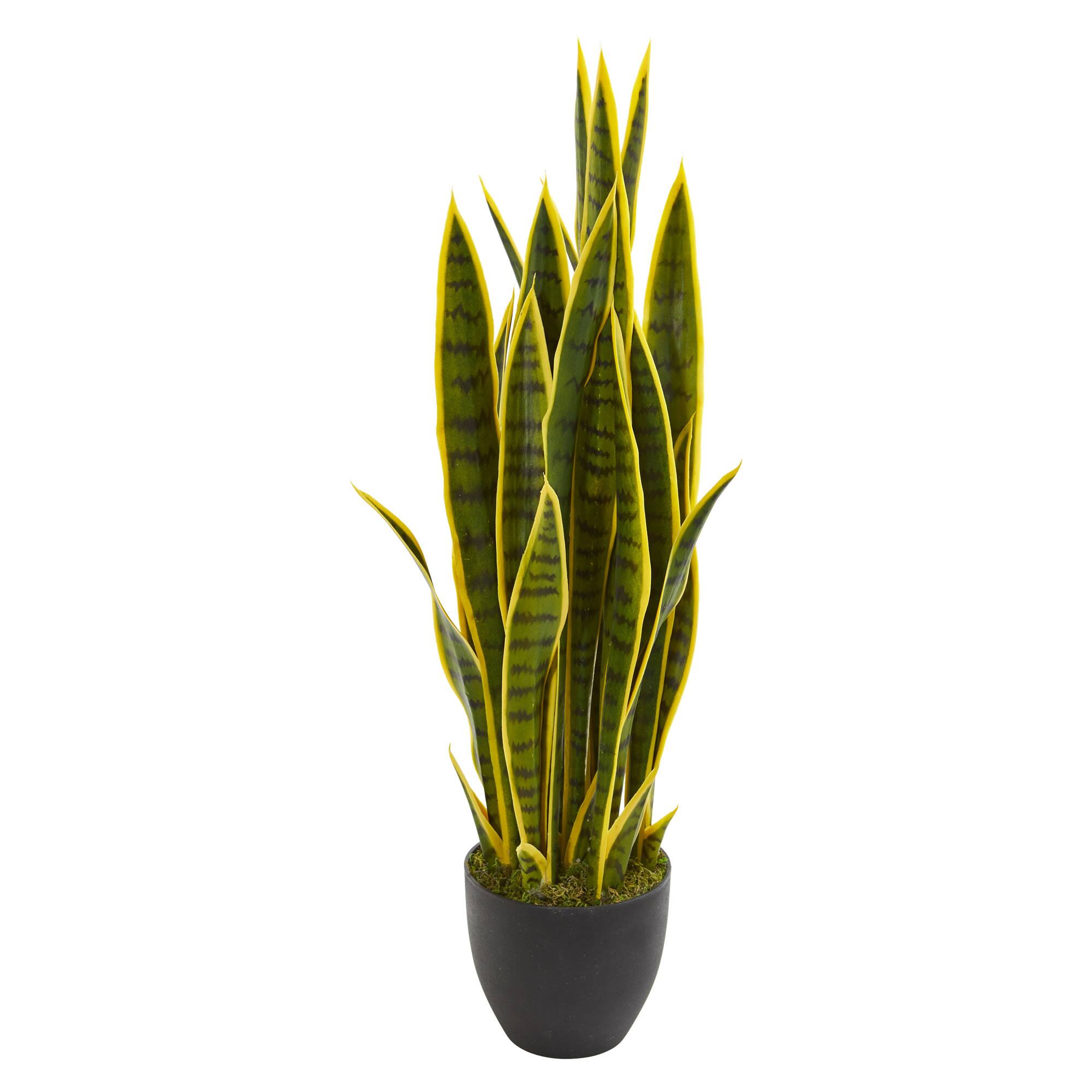 3ft. Potted Snake Plant